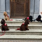 L'association Farah Dogs fournit des chiens d'assistance en Suisse depuis 14 ans. (Image d'illustration)